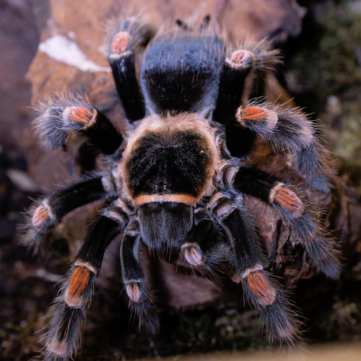 Brachypelma auratum 3